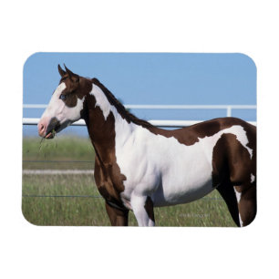 Paint Horse Standing Magnet