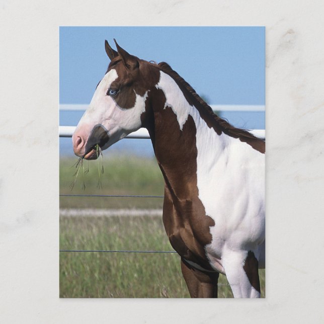 Paint Horse Standing Postcard (Front)