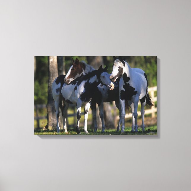 Paint Horses Canvas Print (Front)