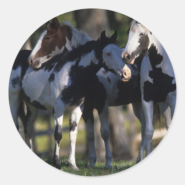 Paint Horses Classic Round Sticker (Front)