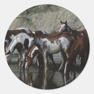 Paint Horses Drinking Classic Round Sticker