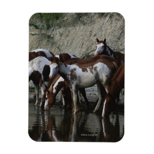 Paint Horses Drinking Magnet