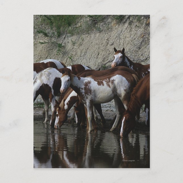 Paint Horses Drinking Postcard (Front)