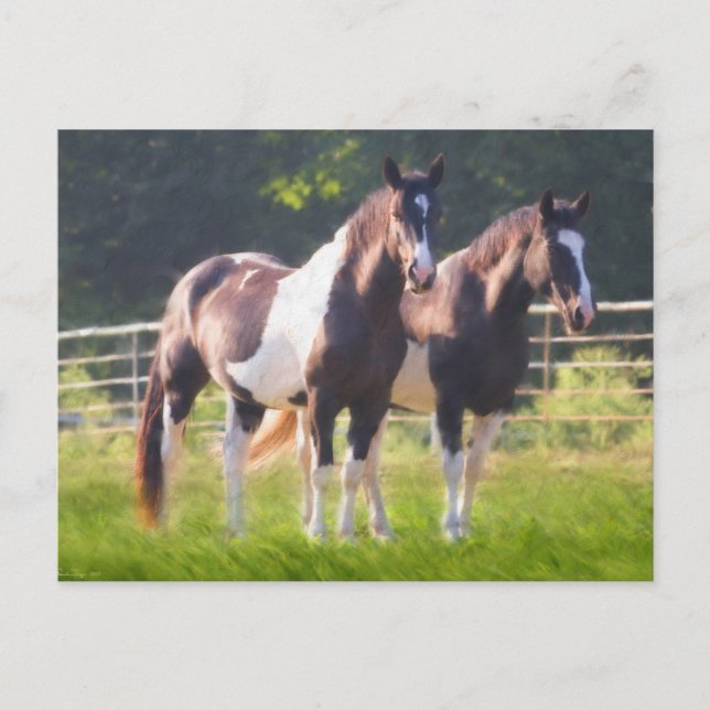 Paint Horses In Pasture Postcard (Front)