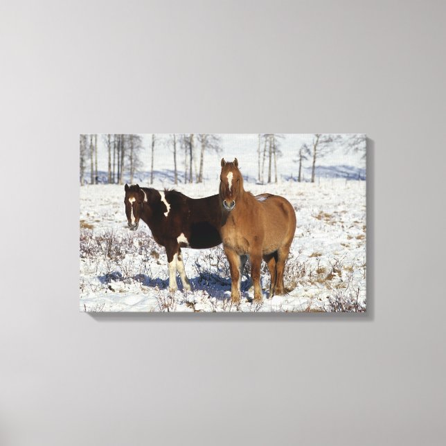 Paint Horses in the Snow Canvas Print (Front)