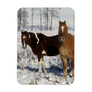 Paint Horses in the Snow Magnet