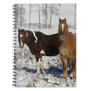 Paint Horses in the Snow Notebook
