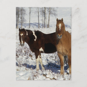 Paint Horses in the Snow Postcard