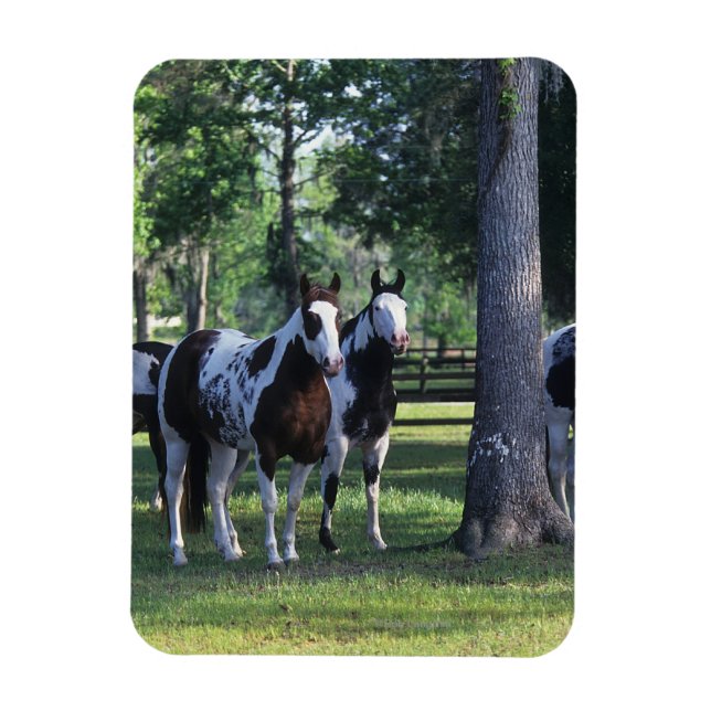 Paint Horses in the Trees Magnet (Vertical)