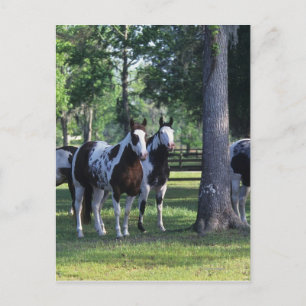 Paint Horses in the Trees Postcard