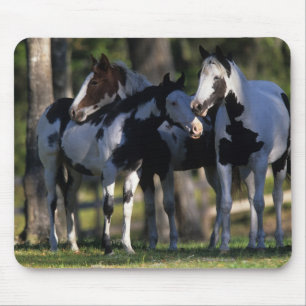 Paint Horses Mouse Mat