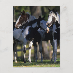 Paint Horses Postcard