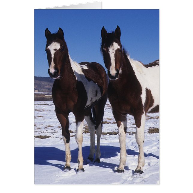 Paint Horses Standing in the Snow (Front)