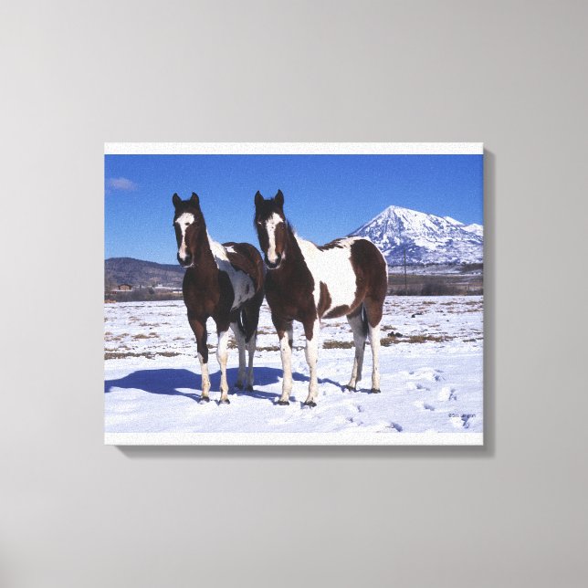Paint Horses Standing in the Snow Canvas Print (Front)