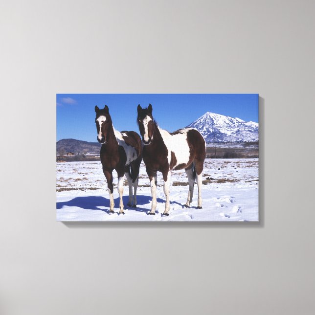 Paint Horses Standing in the Snow Canvas Print (Front)