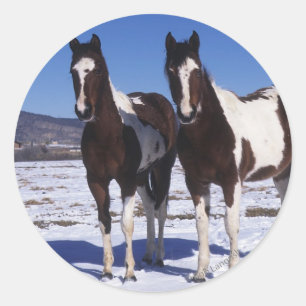 Paint Horses Standing in the Snow Classic Round Sticker