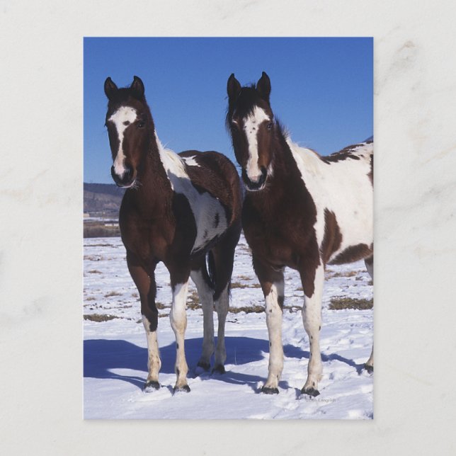 Paint Horses Standing in the Snow Postcard (Front)