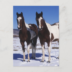 Paint Horses Standing in the Snow Postcard