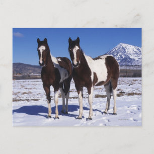 Paint Horses Standing in the Snow Postcard
