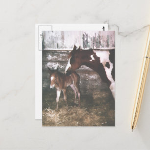 Paint Mare and Newborn Foal Postcard