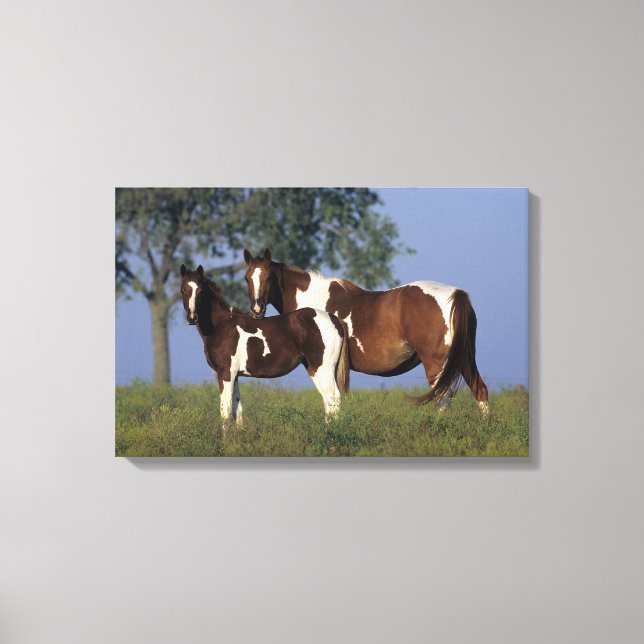 Paint Mare & Foal Canvas Print (Front)