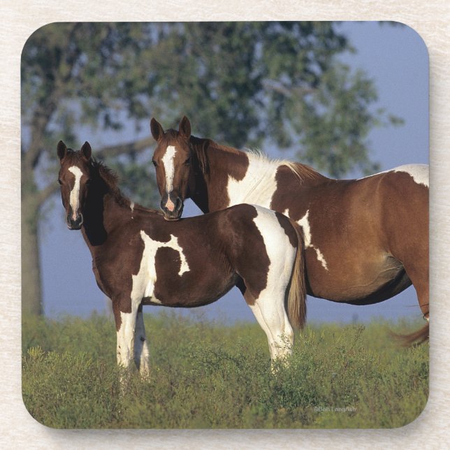 Paint Mare & Foal Coaster (Front)
