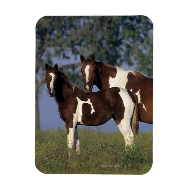 Paint Mare & Foal Magnet (Vertical)