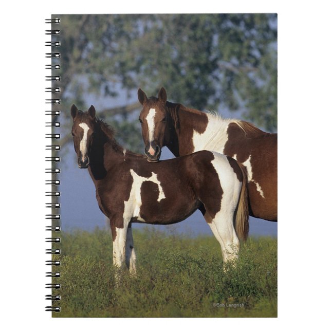 Paint Mare & Foal Notebook (Front)