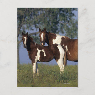 Paint Mare & Foal Postcard