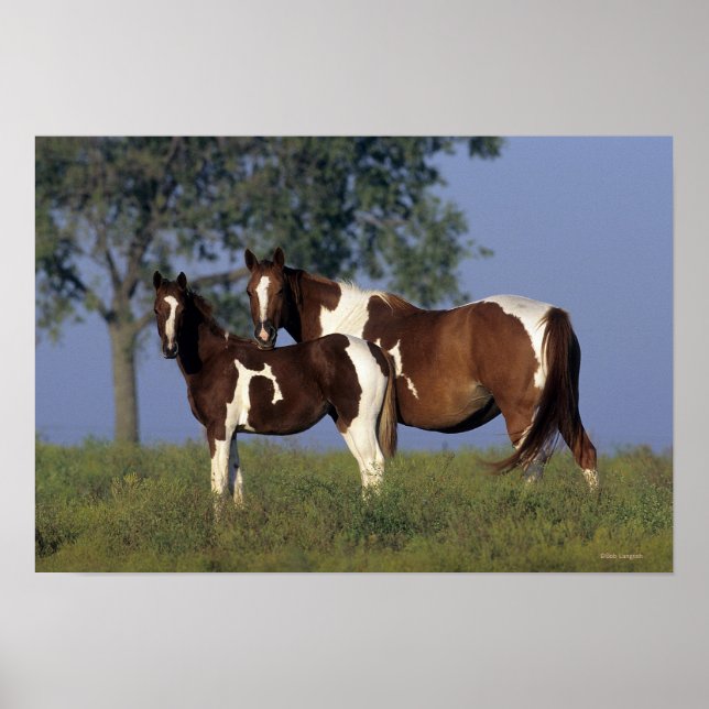 Paint Mare & Foal Poster (Front)