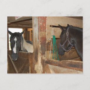 Paint/Pinto Horse Postcard