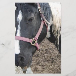 Paint Pinto Horse Stationery
