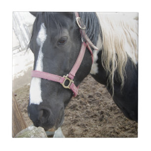 Paint Pinto Horse Tile