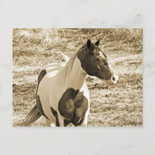 Paint Pony Postcard