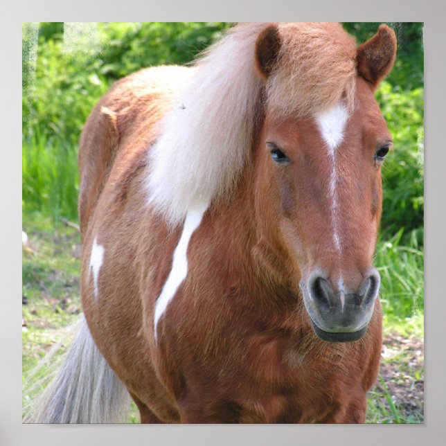 Paint Quarter Horse Print (Front)