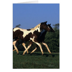 Paint Yearlings Running