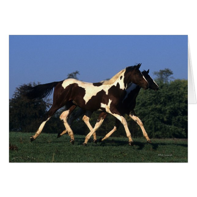 Paint Yearlings Running (Front Horizontal)
