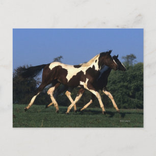 Paint Yearlings Running Postcard