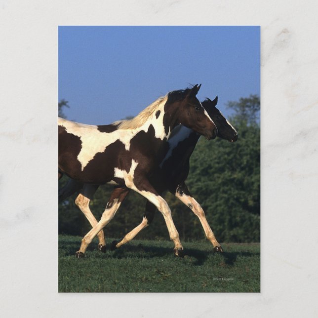 Paint Yearlings Running Postcard (Front)