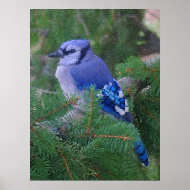 Painted Blue Jay Poster (Front)