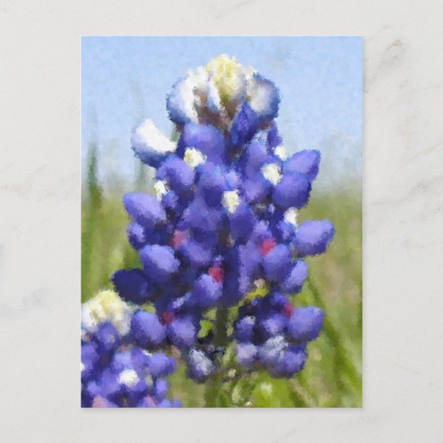 "Painted" Bluebonnet Postcard (Front)