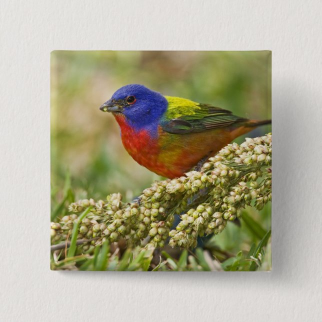 Painted Bunting 15 Cm Square Badge (Front)