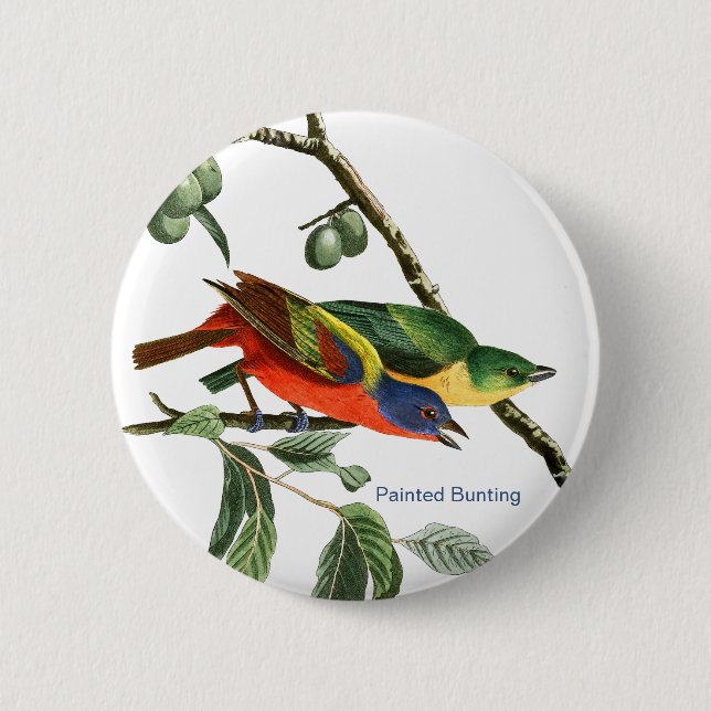 Painted Bunting, Audubon, Birdwatcher Finch Bird, 6 Cm Round Badge (Front)