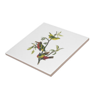 Painted Bunting by Audubon Tile