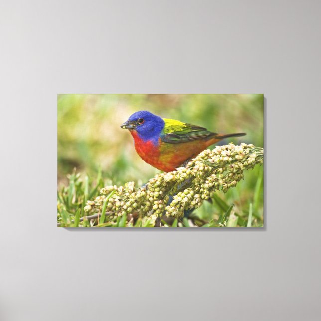 Painted Bunting Canvas Print (Front)