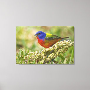 Painted Bunting Canvas Print