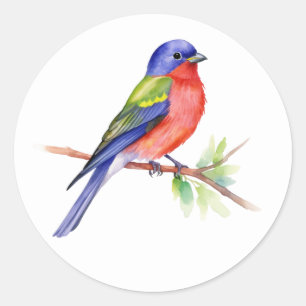  Painted Bunting Classic Round Sticker