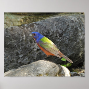 Painted Bunting Colourful Bird Photography Poster