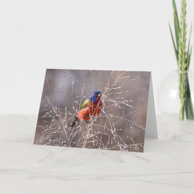 Painted Bunting Folded Greeting Card (Front)