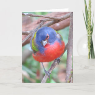 Painted Bunting Greeting Card